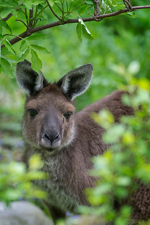 Kangaroo