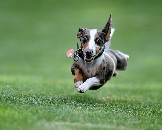 Dog in Flight