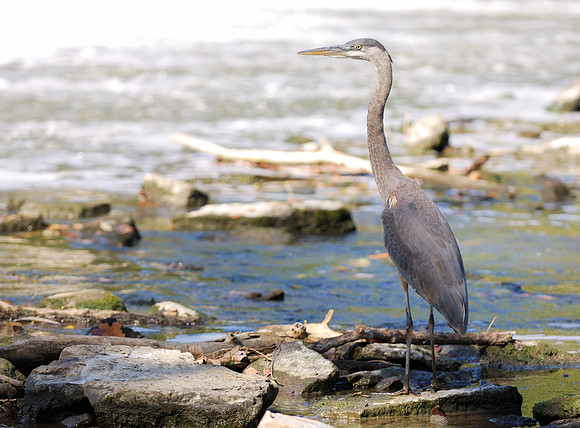 Blue heron
