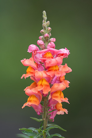 Snapdragon