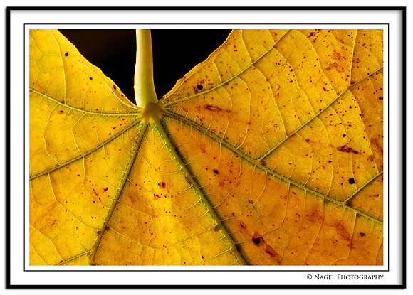 Golden leaf
