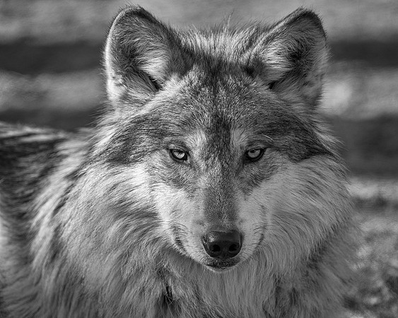 Mexican gray wolf