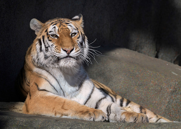 Amur tiger