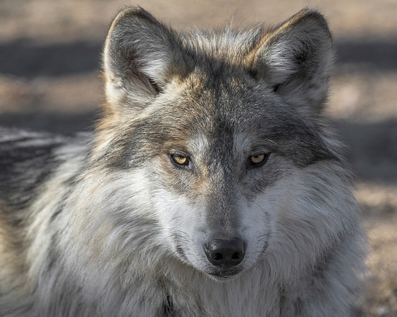 Mexican gray wolf