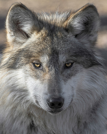 Mexican gray wolf