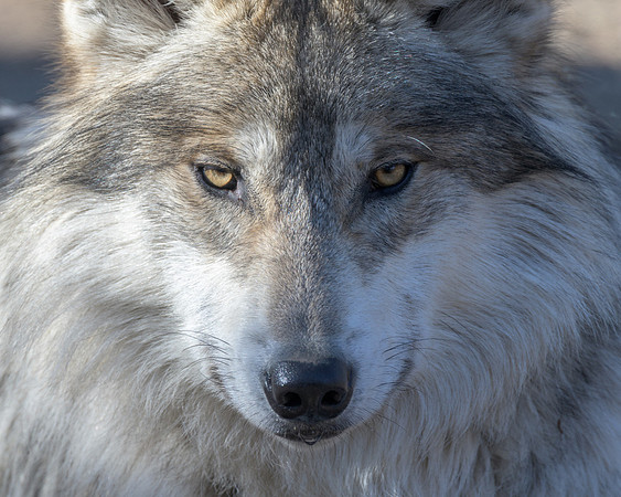 Mexican gray wolf