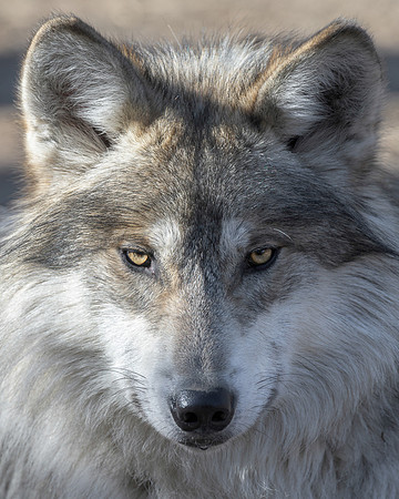 Mexican gray wolf
