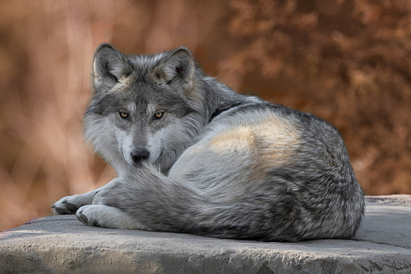 Mexican gray wolf