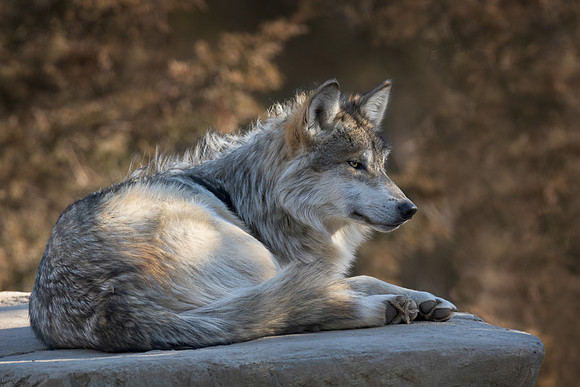 Mexican gray wolf