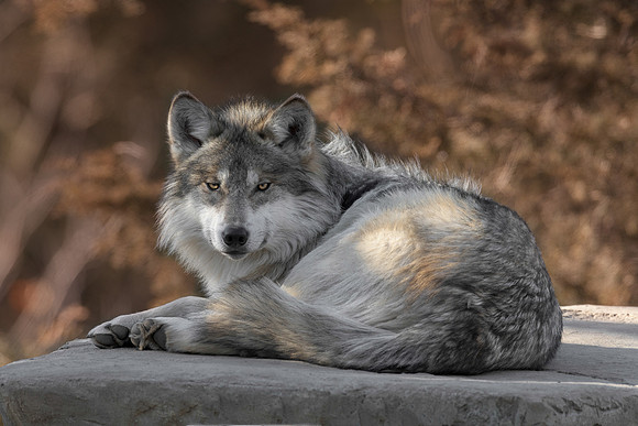 Mexican gray wolf