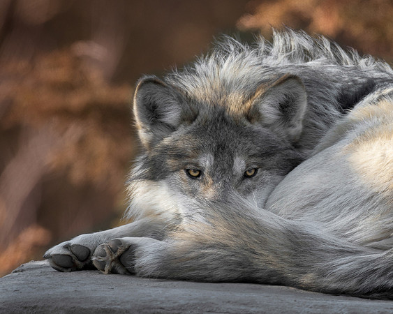 Mexican gray wolf