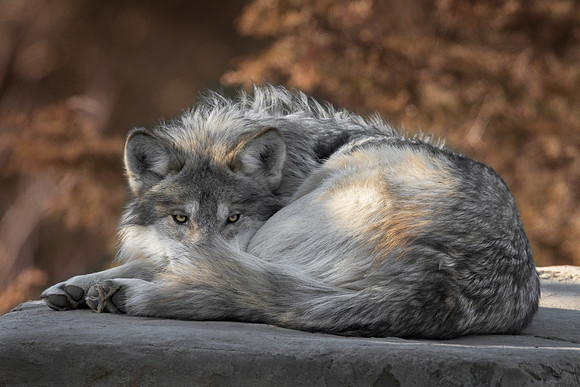 Mexican gray wolf