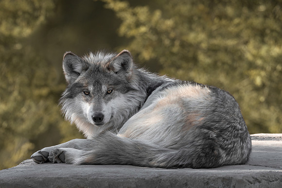 Mexican gray wolf