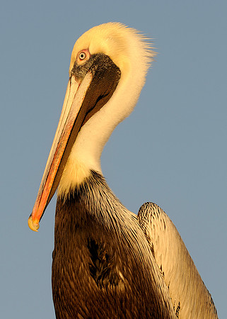 Twilight pelican