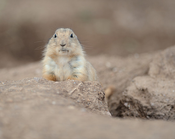 Black-tailed prairie dog