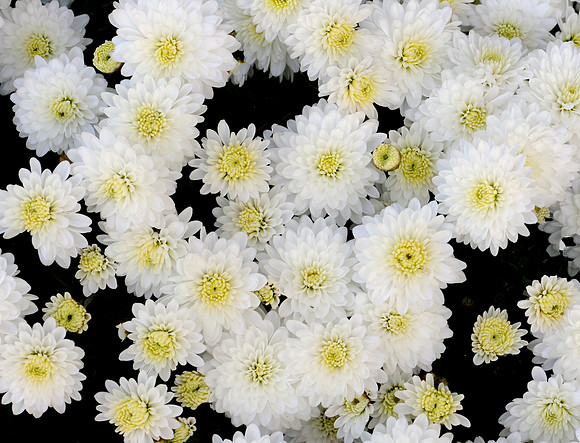 White flowers