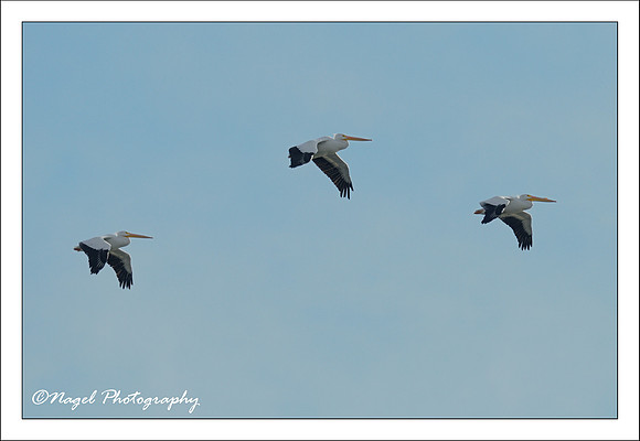 Three flying pelicans