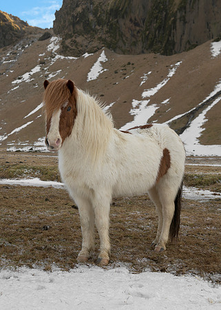 Icelandic horse