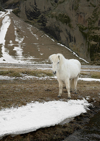 Icelandic horse