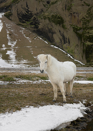 Icelandic horse