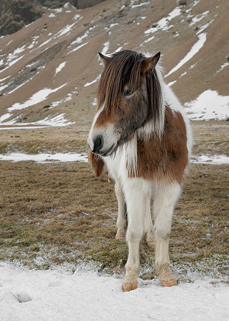 Icelandic horse