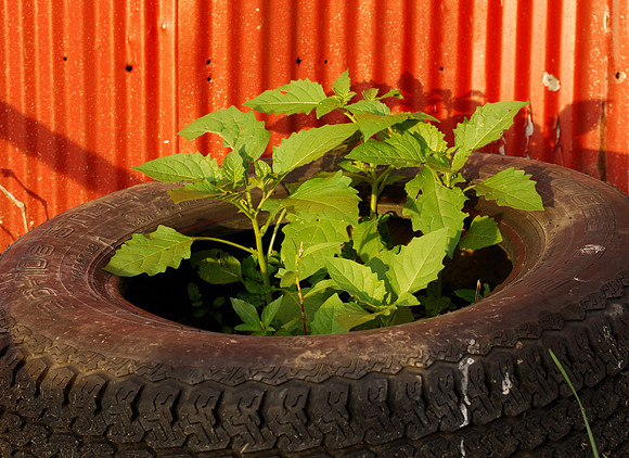 Weeds in tire