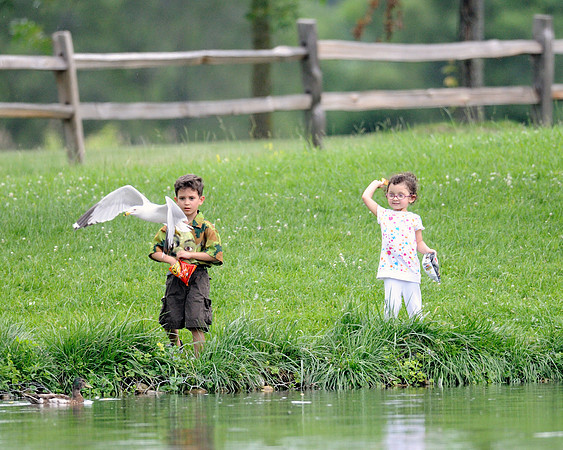 Feeding the birds