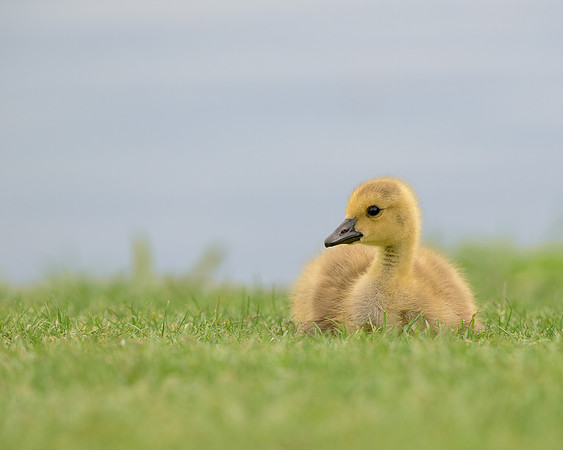 Gosling