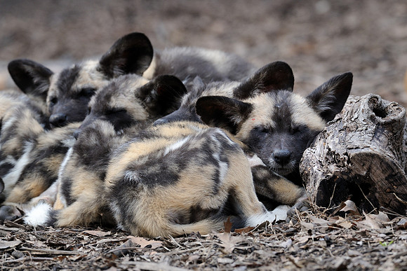 African wild dog pups