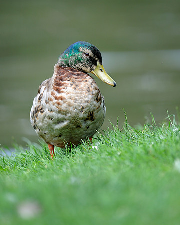 Mallard duck