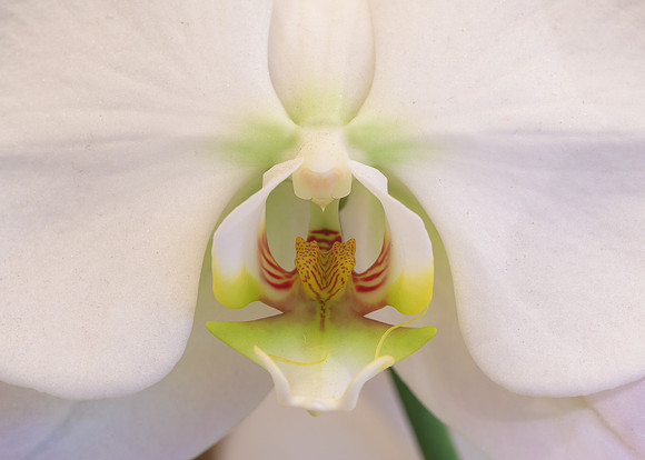 Orchid