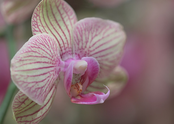 Orchid
