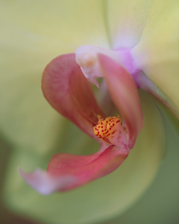 Orchid