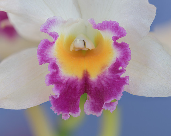 Orchid