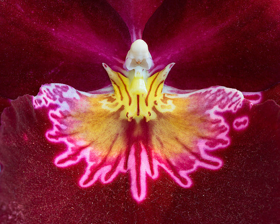 Orchid