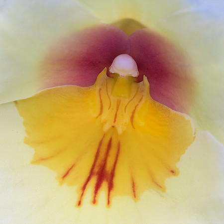 Orchid