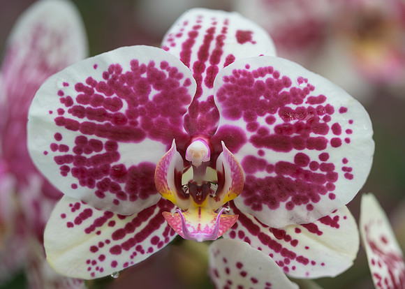 Orchid