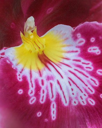 Orchid