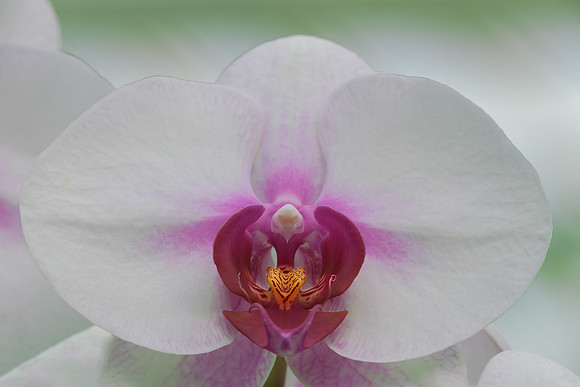 Orchid
