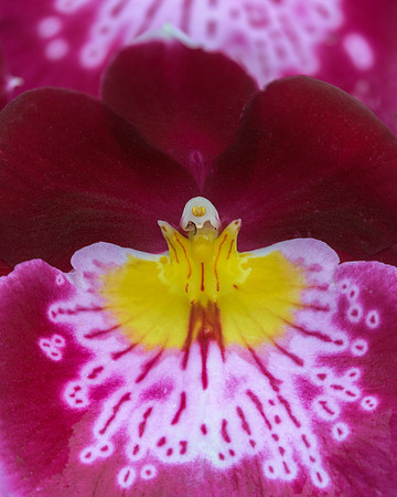 Orchid