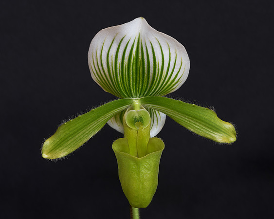 Orchid