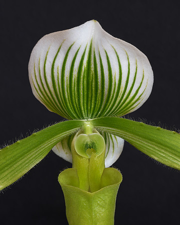 Orchid