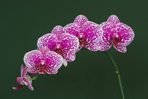 Orchids
