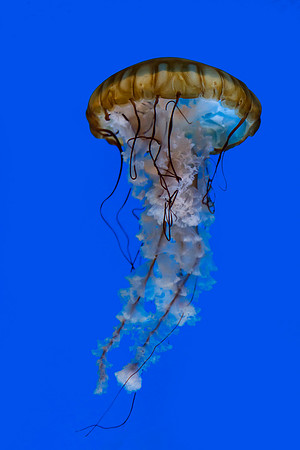 Jellyfish