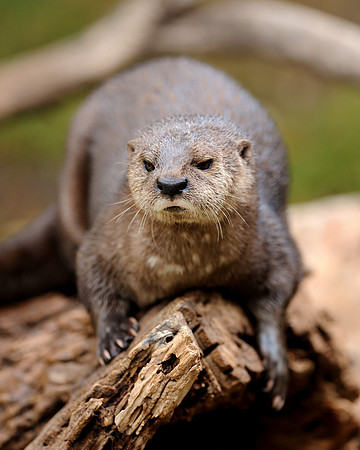 Spotted-necked otter