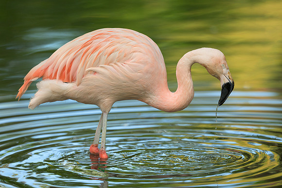 Chilian flamingo