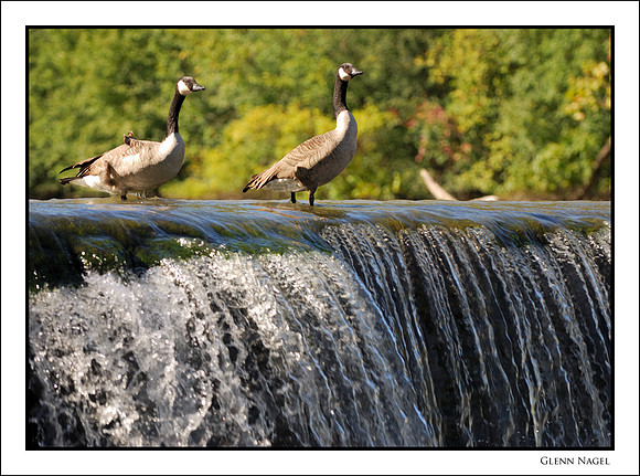 Canada geese