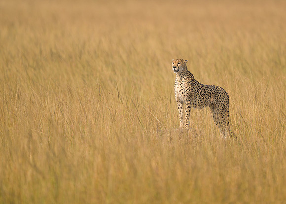 Cheetah