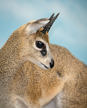 Klipspringer