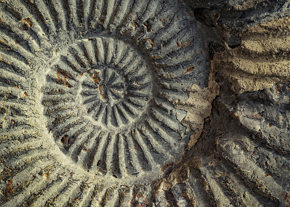 Spiral Shell